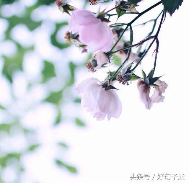 微信朋友圈最走心的爱情语录短句网络很流行很火！